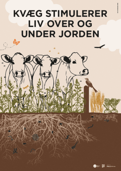 plakat med køer