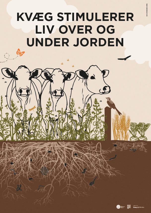 plakat med køer