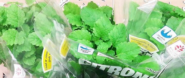 Citronmelisse