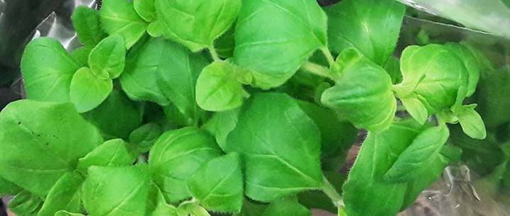 Oregano
